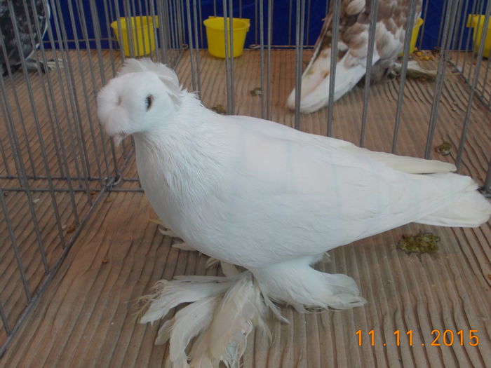  - Expo Cupa Ardealului 2015