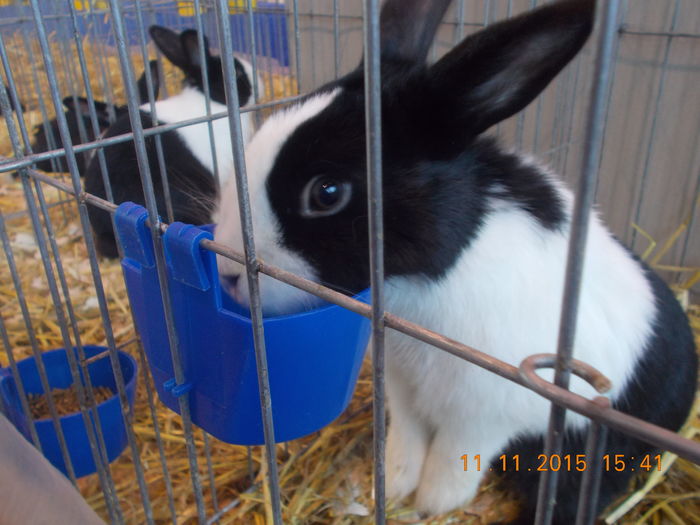  - Expo Cupa Ardealului 2015