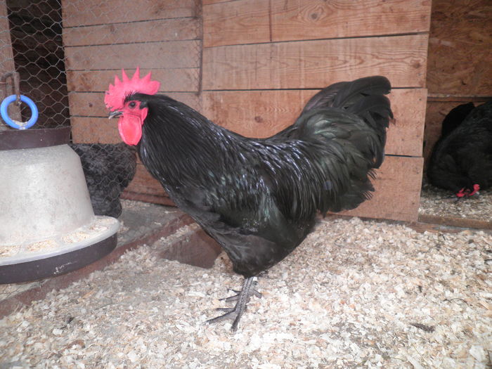 Australorp Negru Matca 2016