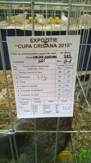 Fisa de arbitraj 96,5 Puncte - Expozitia Oradea Cupa Crisana Editia a II 11-13 decembrie 2015