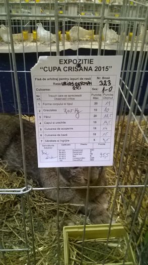 Fisa de arbitraj 95,5 Puncte - Expozitia Oradea Cupa Crisana Editia a II 11-13 decembrie 2015