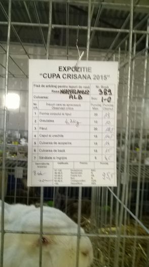 Fisa de arbitraj 95,5 Puncte - Expozitia Oradea Cupa Crisana Editia a II 11-13 decembrie 2015