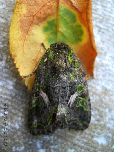 Trachea atriplicis - Fel de viata in tablou de timp