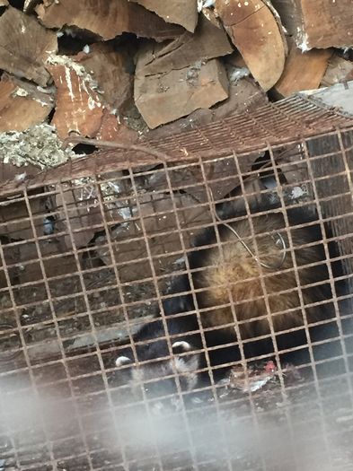 IMG_2429 - 000 DIHOR 2015 OARE ESTE ACELASI