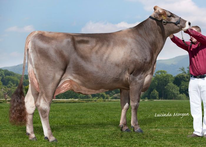 Bruna elvetiana Brownswiss - RASE DE VACI DEOSEBITE