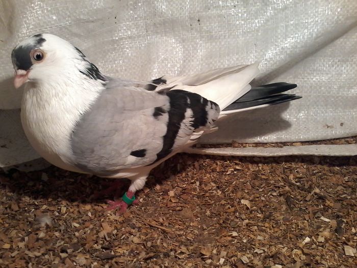 tot el o pasare superba..