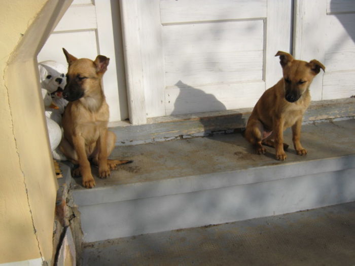 IMG_5354 - 2 Ciobanesc Belgian Malinois