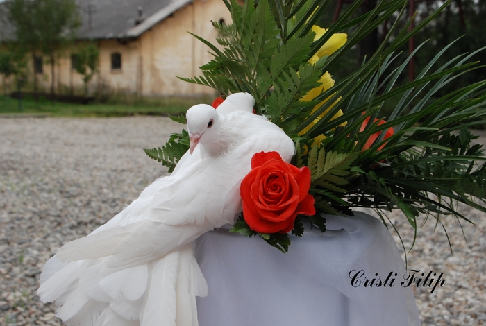 DSC_0008 - Porumbeii  nunti