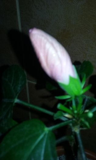 012 - Hibiscus Cairo Rosa