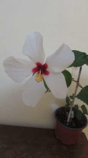 021 - Hibiscus 2015 -2