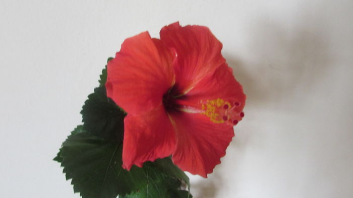 Starly Wind - Hibiscus 2015 -2