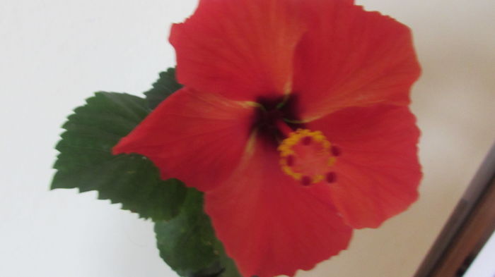 034 - Hibiscus 2015 -2