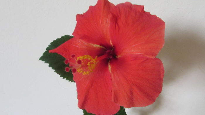 035 - Hibiscus 2015 -2