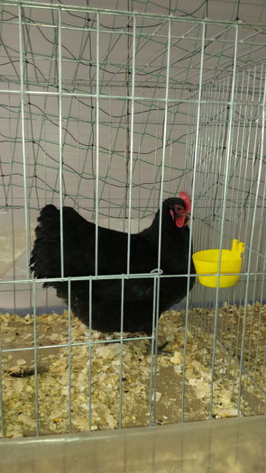 20151213_093035 - GAINA AUSTRALORP NEGRU CAMPIOANA LA EXPO LUDUS 2015