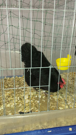 20151213_093131 - GAINA AUSTRALORP NEGRU CAMPIOANA LA EXPO LUDUS 2015