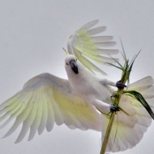 46985_d8fe01d5ff85a9f2371d21163a2e7d0f_mdsq - BIRDS