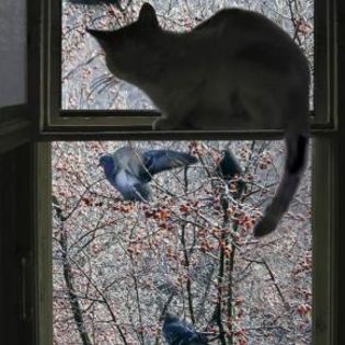 14650_a06196962b1735f5d58f85d081a6f4b0_mdsq - BIRDS