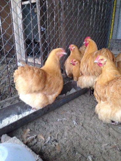 image - G ORPINGTON GALBEN