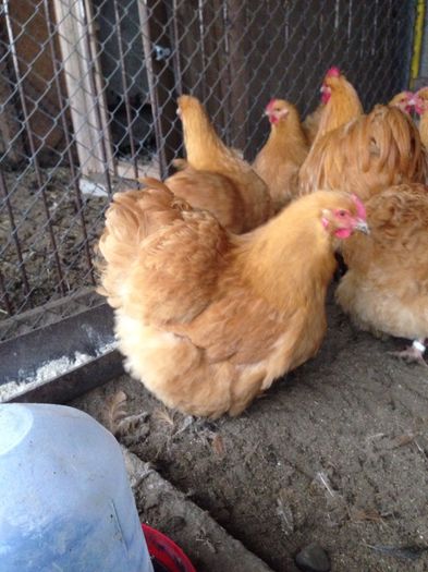 image - G ORPINGTON GALBEN