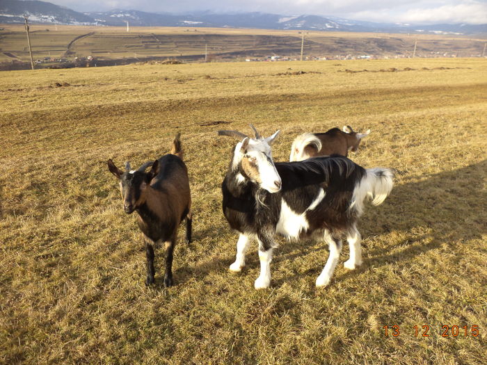 13 decembrie pe deal