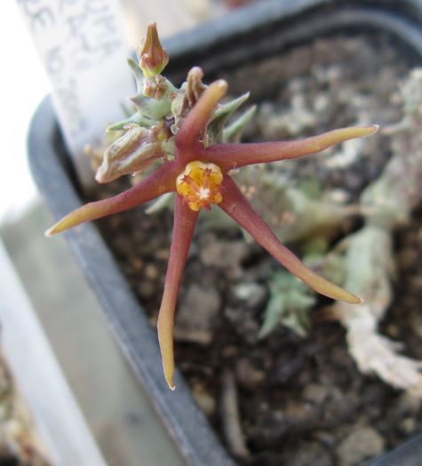 Caralluma baldratii - Asclepiadaceae