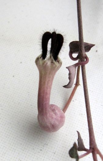 Ceropegia linearis ssp.woodii - Asclepiadaceae