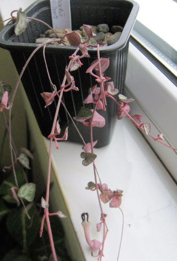 Ceropegia linearis ssp.woodii