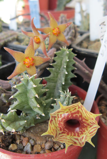 Huernia insigniflora si Piaranthus germinatus v. foetidus