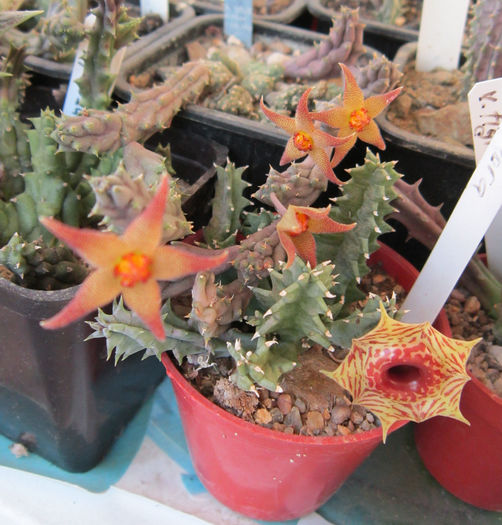 Huernia insigniflora si Piaranthus germinatus v. foetidus2 - Asclepiadaceae