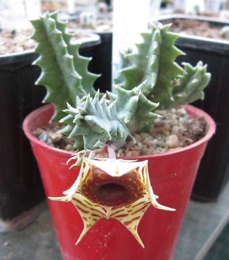 Huernia insigniflora