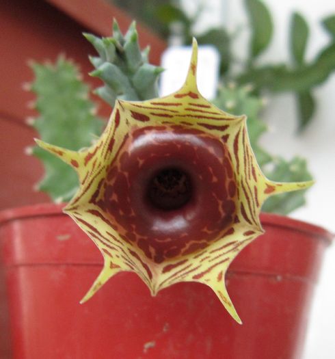 Huernia insigniflora - Asclepiadaceae