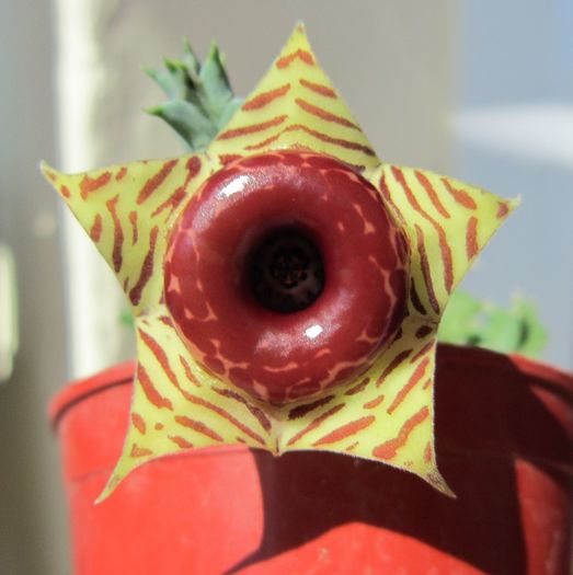 Huernia insigniflora