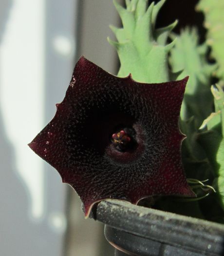 Huernia keniensis v. keniensis