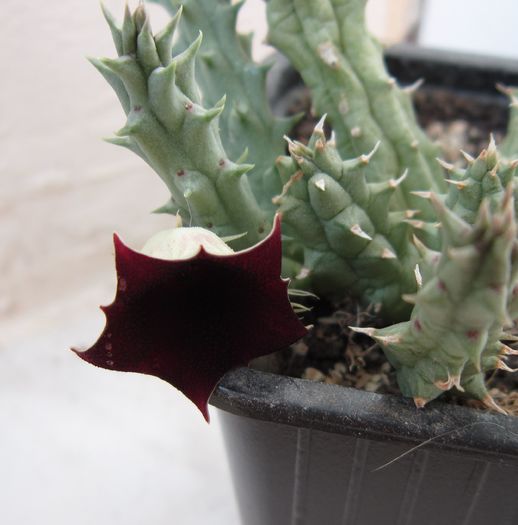 Huernia keniensis v. keniensis - Asclepiadaceae