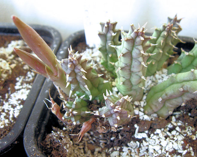 Huernia keniensis v. keniensis-fructe - Asclepiadaceae
