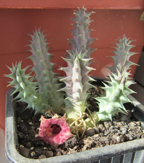 Huernia macrocarpa