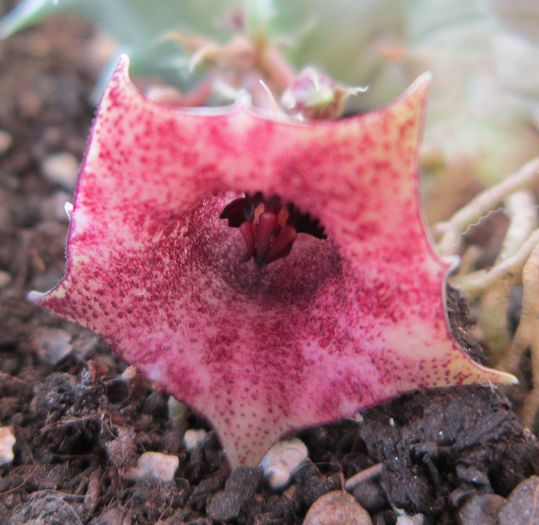 Huernia macrocarpa - Asclepiadaceae