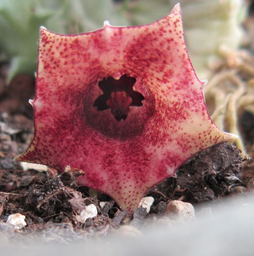 Huernia macrocarpa - Asclepiadaceae