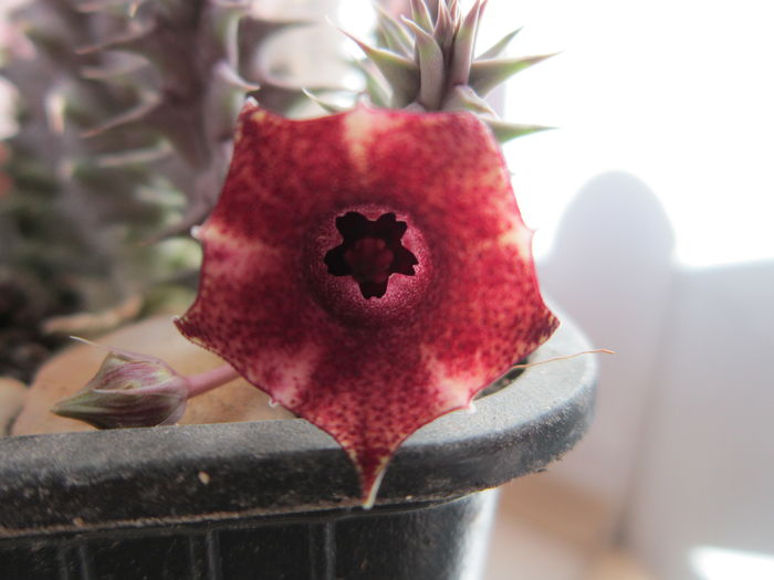 Huernia macrocarpa