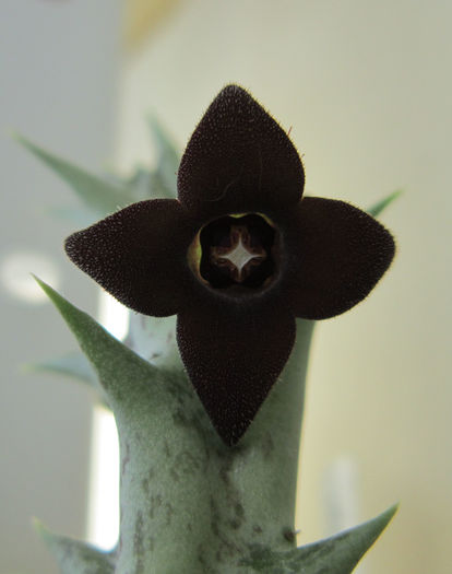 Orbea decaisneana-floare cu 4 petale - Asclepiadaceae