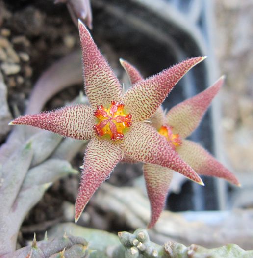 Piaranthus germinatus v. foetidus - Asclepiadaceae