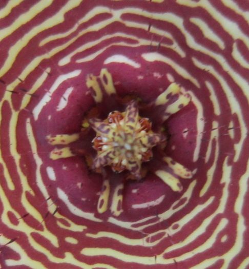 Stapelia revoluta v. tigrida-floare-detaliu - Asclepiadaceae