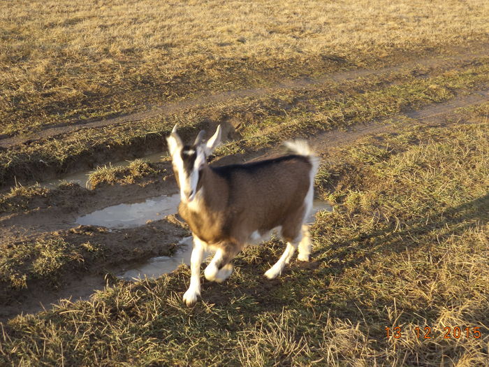 Bubulina la baltoaca
