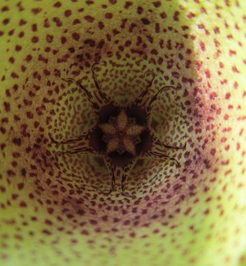 Tavaresia angolensis-floare-detaliu - Asclepiadaceae