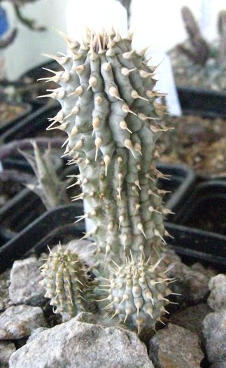 Trichocaulon flavum(Hoodia flava) - Asclepiadaceae