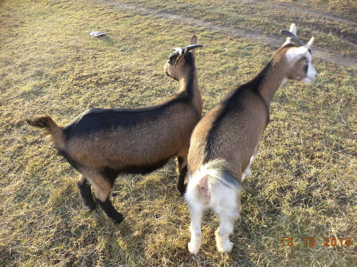 Cezara si Bubulina-33s