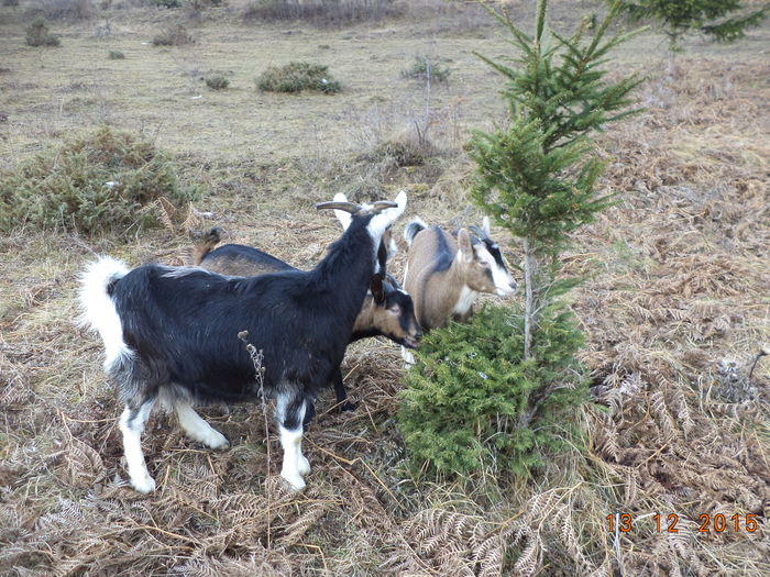 La cetina de molid-8yy
