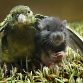 48397_72933ed1a0209548a8748e31b29c3afc_mdsq (1) - BIRDS