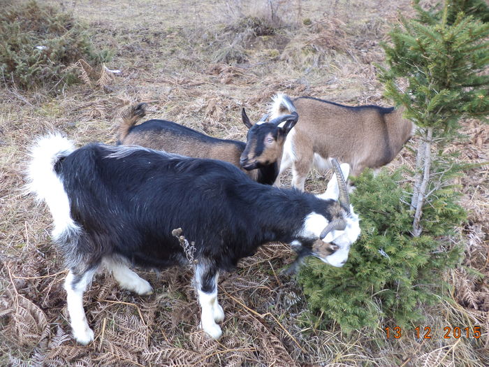 La cetina de molid-43