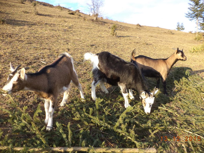 La cetina-4f - Alpinele pe deal in 6 decembrie de Mos Nicolaie